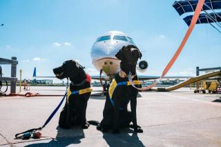 Maître-chien ou technologie : quelle solution de sécurité est la plus efficace ?